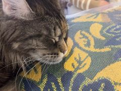 -平行世界·猫咖(首经贸店)