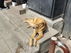 -沈记青团
