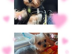 -宠颐生动物医院·猫科·心脏科(海口分院)