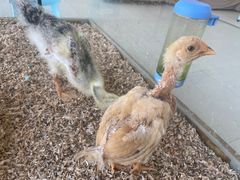 -怪兽屋·羊驼·猫咖·狗咖(俊华广场店)