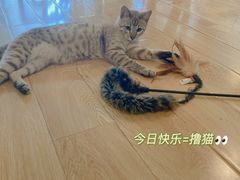 -Cappucimeow猫咪咖啡馆(韦伯时代店)