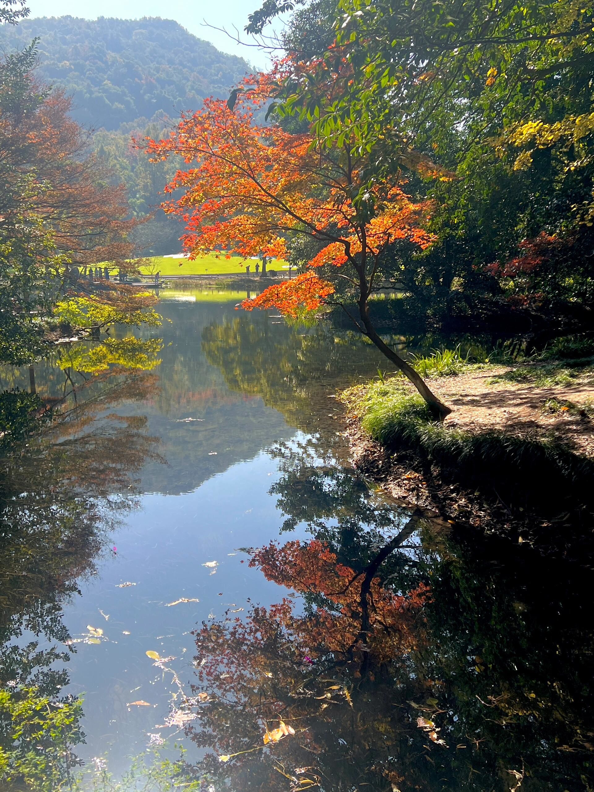 一日游|太子湾进入最佳观赏期🍁