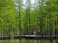 -泗洪洪泽湖湿地景区