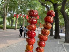 -朝阳公园