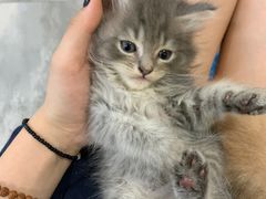 -楼上猫咖(罗湖店)