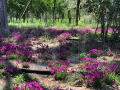 -大兴滨河森林公园