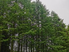 -武陵山森林公园