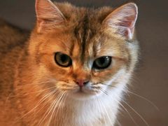 -猫咪咖啡·猫咖(万达广场店)