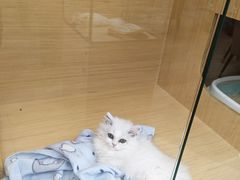 -袖虎猫馆(十亩地店)