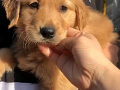 -翊宠yipet猫狗购宠庄园犬舍•猫舍