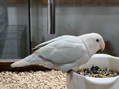 -吉丁鸟咖·异宠·寄养