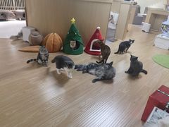-猫和宫(六道口店)
