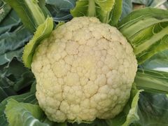 -庞各庄翠芳园西瓜蔬菜基地采摘园