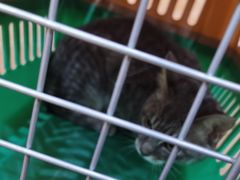 -千城康桥宠物医院·猫科·骨科·心脏