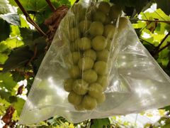 -马陆小张葡萄园农家乐