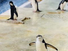 -大连圣亚海洋世界