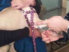 -宠福鑫康馨动物医院·骨科·眼科