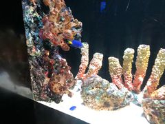 -暹罗海洋世界