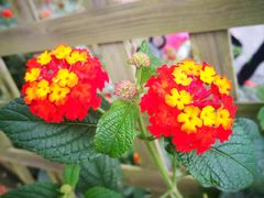 -三圣花乡旅游区