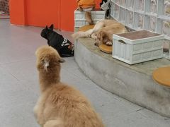 -怪兽屋·羊驼·猫咖·狗咖(俊华广场店)