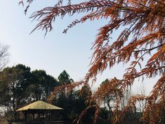 -苏州太湖国家湿地公园