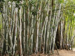 -丰依竹食·老牌竹筒饭