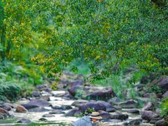 -广州白江湖森林公园