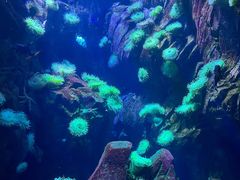-瑞普利水族馆