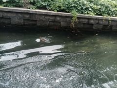 -皇家御河游(紫御湾码头)