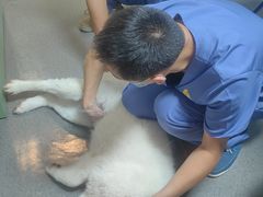 -半岛宠物医院24小时(科华中路店)