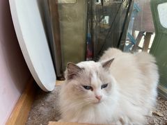 -猫咪派对(江南西店)