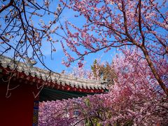 -桃花堤公园