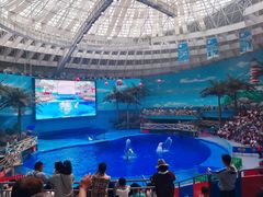 -海合安成都极地海洋公园
