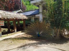 -黔灵山公园