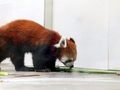 iphone_upload_pic-西安秦岭野生动物园