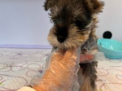 -翊宠yipet猫狗购宠庄园犬舍•猫舍