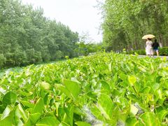 -合肥滨湖国家森林公园