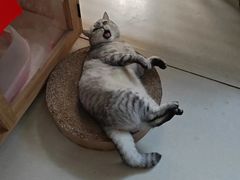 -艾贝尔宠物医院 ·内科全科(梁溪路店)