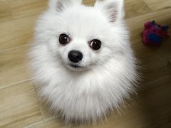-宠福鑫康馨动物医院·骨科·眼科
