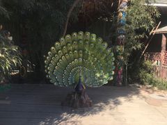 -呀路古热带植物园