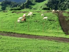-新疆那拉提国家旅游度假区