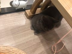 -飞行喵MR PILOT|猫舍·猫咖(静安大融城店)