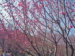 -香雪海