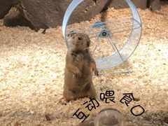 -zoonana室内动物园(东方福来德店)