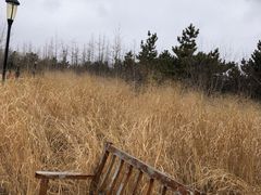 -羊亭河湿地公园