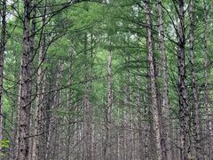 -莫尔道嘎国家森林公园