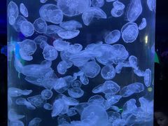 -芜湖新华联大白鲸海洋公园