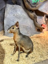 -Zoolung Zoolung动物主题公园(海信广场店)