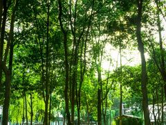 -成都市活水公园