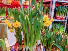 -越秀西湖花市(广州城市广场花卉店)